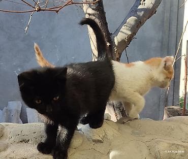 я ищу кота: Отдам даром котят. Добрые игривые. Возраст 2 месяца. Оба мальчики — 1