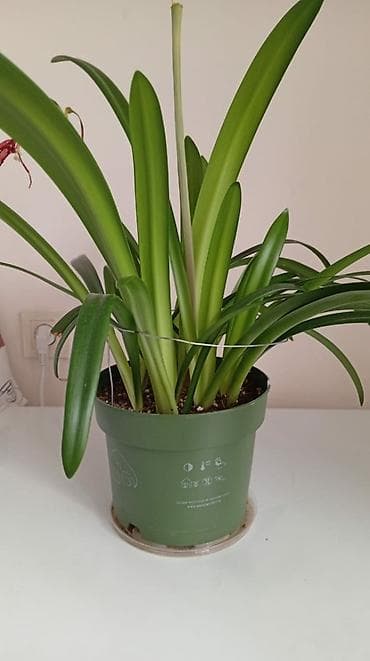 Продукты питания: Гулдор сатылат — 5