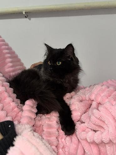 scottish fold: Отдам даром котёнка в хорошие и заботливые руки 🐾 Возраст 6 месяцев — 4