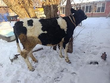 телки ангус: Продаю | Тёлка | Для молока | Привязанные — 6