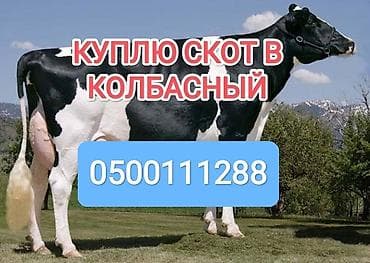 Колбасный цех : Коровы, быки, Лошади, кони, | Круглосуточно, Любое состояние, Забитый — 1