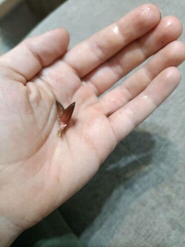 саженцы плодовые: Традесканция многоцветная . С цветком 400 сомбез цветка 300 сом — 7