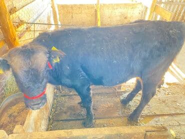 куплю корм для животных: Продаю | Бык (самец), Музоо, торпок | Ангус | На откорм | Привязанные — 2