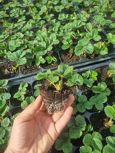 Уруктар жана көчөттөр: Рассада клубники в кассетах - Тип: крепкие укоренённые саженцы — 1
