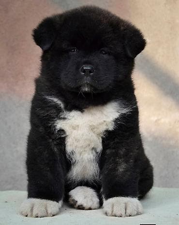 акита щенок: 2 месяца, Самка, С прививкой, С родословной — 1