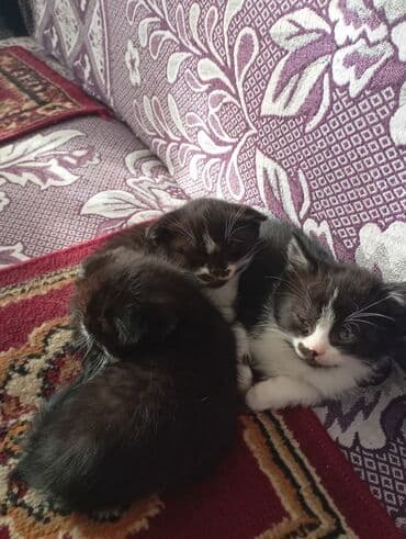 котята мейкун: Котята черно-белого окраса с яркими белыми отметинами и — 10