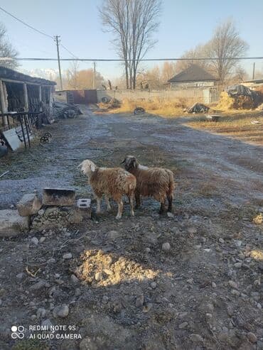 сельскохозяйственные животные продажа: Продаю | Ягненок | На забой — 1