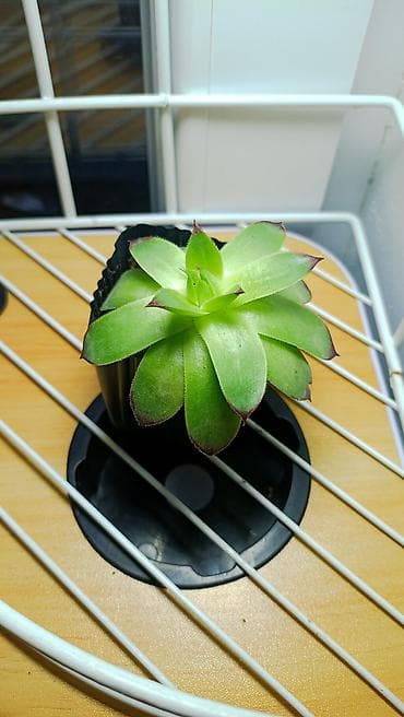 Набор комнатных растений в горшках: каменная роза 100 сом. бамбук