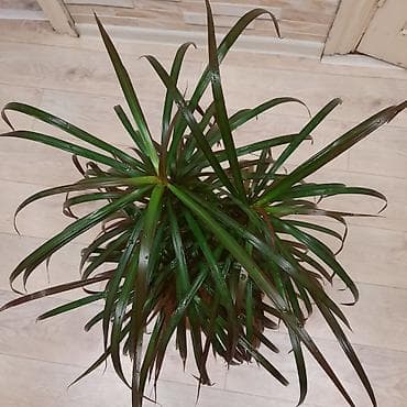 себе: Комнатные растения в декоративных горшках: 1) Шеффлера (Schefflera — 3