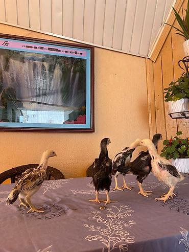 цеплят: Продаю | Цыплята | Бойцовая | Для разведения — 3