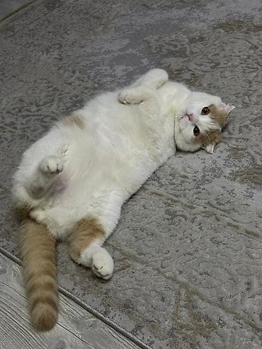 котята вислоухие: Вязка: Шотландский вислоухий Кот(Scottish Fold) 1 год,мальчик ищем — 5