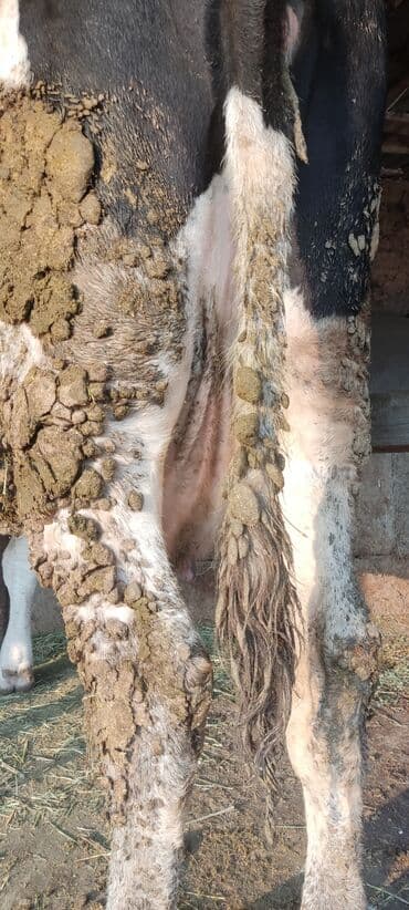 племенные коровы молочные купить: Продаю | Корова (самка) | Полукровка | Для молока | Привязанные — 6