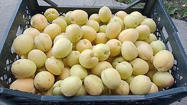 Абрикосы Королевский, Оптом