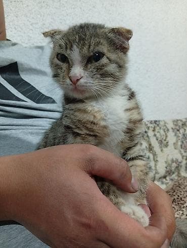 далматинец собака: Американская короткошёрстная, 2 месяца, Девочка — 3