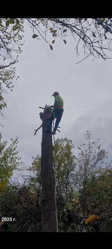 пиларама сатылат: Спил деревьеПрофессиональные высотные работы по деревьям удаление — 2