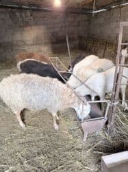 продажа щенков немецкой овчарки с документами в бишкеке: Продаю | Овца (самка) | Для разведения, Для шерсти, На забой | Матка, Ярка, Кастрированные — 2