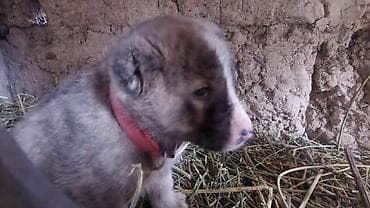 Отдам даром собаку: Алабай, 1 месяц, Самец — 7