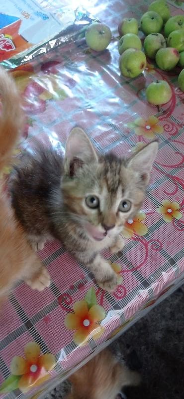 Продажа кошек: Котята от шотландской вислоухой кошки,2 месяца,кушают сами,к лотку — 9