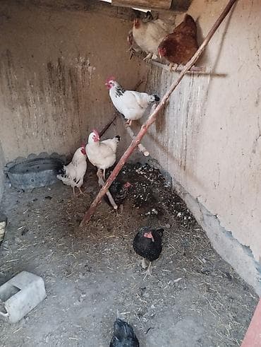 Продаю | Куры | Домашняя | Для разведения