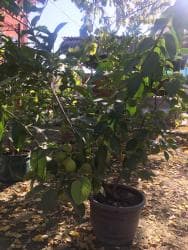 malina.kg продажа малины оптом в бишкеке новопокровка фото: Продается лимонное дерево с плодами и без, многолетние и молодые — 7