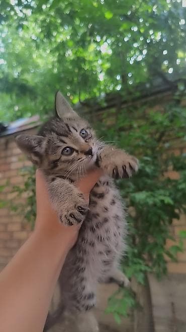 каракол кошка: Отдам 1 мец котят в хорошие и добрые руки — 2