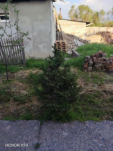 gen kg: Туи и ель для ландшафтного озеленения, цена договорная - Породы: туя — 5