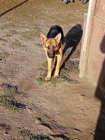 Немецкая овчарка, классический черно‑рыжий окрас. Молодая собака со