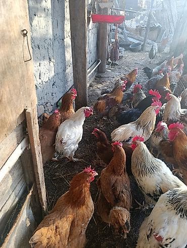 Башка жаныбарлар: Петухи большие — 3