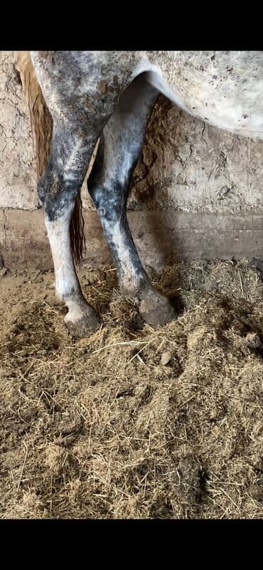 продаю лошать: Продаю | Кобыла (самка) — 2
