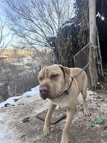 китайская хохлатая собака: Порода: собака крупного типа, масти беж/палевый, с выраженными — 6