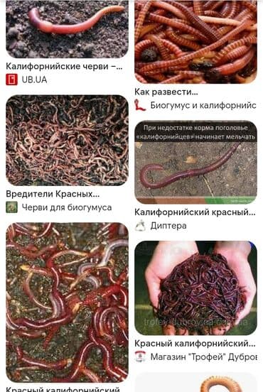 порошок из дождевых червей купить: Удобрение Самовывоз — 5