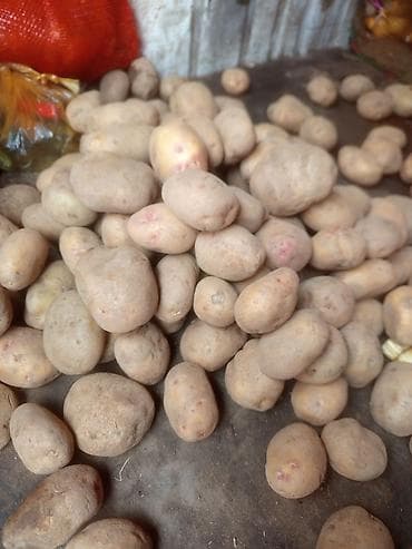 продам лук: Картошка — 1