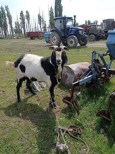 теке козел: Продаю | Козёл (самец) | Полукровка | Для разведения | Племенные — 2