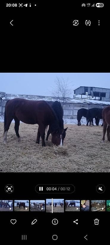Продаю | Кобыла (самка) | Для разведения