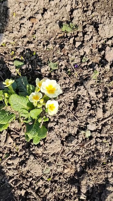 отургучтар бу: Примула (первоцвет) многолетняя, садовые куртины. - Описание — 2