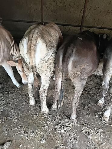 голштин коровы: Продаю | Тёлка | На откорм | Привязанные — 5