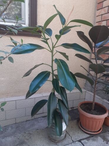 бишкек елка 2024: Фикустар — 8