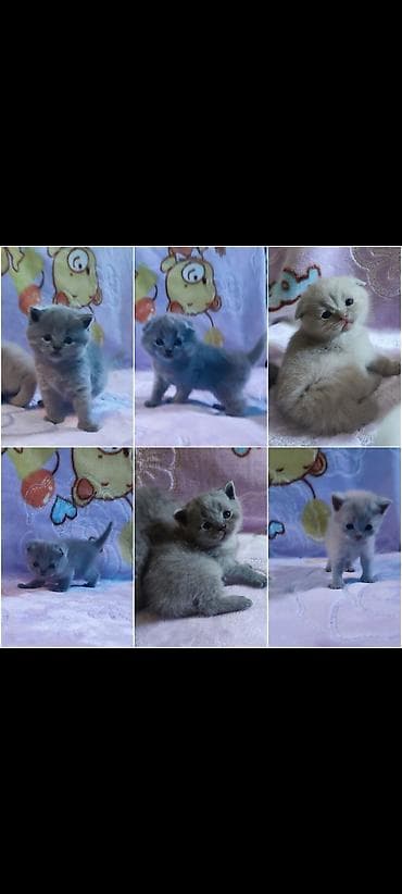 Открыто бронирование на котят шотландской породы лилового и голубого