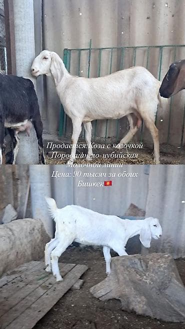 для животных: Продаю | Коза (самка) | Нубийская | Для молока | Племенные — 2
