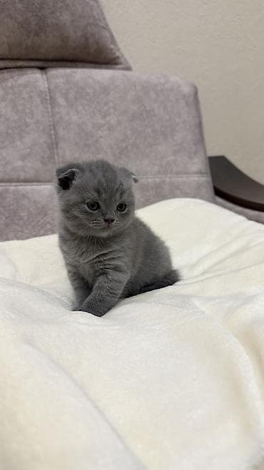 кошка шотландская: Шотландские котята, окрас голубой (серый). Один мальчик и три — 3