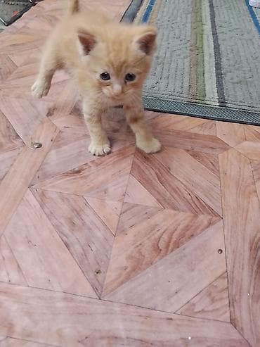 scottish fold: Котята, домашние, пушистые, ручные. - Возраст: примерно 1–1,5 месяца — 6