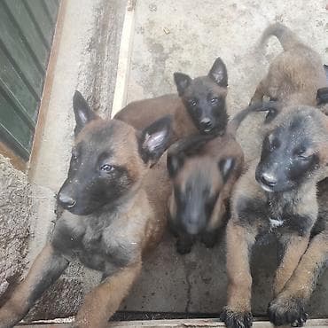 продам собаку доска объявлений: Щенки бельгийской овчарки (малинуа). - Окрас: рыже-палевый с — 2