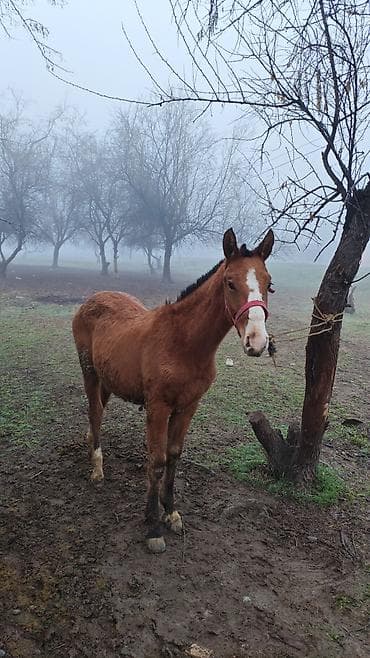 Ветеринар кызматы: Зынкыйган тайлар сатылат 1. ургаачы 1 эркек бироо з айда бир жаш бироо — 3