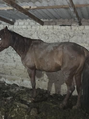 Продаю | Конь (самец) | Рабочий | Мерин