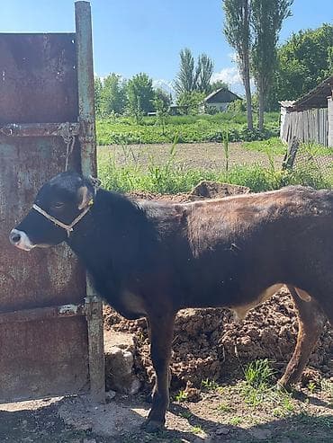 Коровы, быки: Продаю | Бык (самец) | На откорм | Привязанные — 2