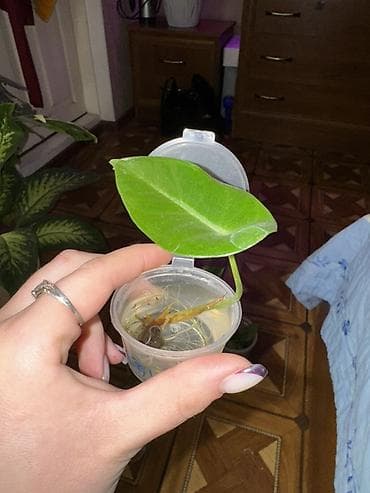 саженцы лимона: Здравствуйте, в продаже 2 проросших клубня Алоказии Лонгилоба по — 3