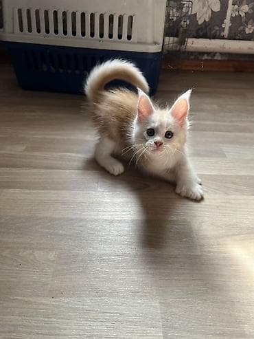коты белый: Продаётся эксклюзивный редкий Полидактилия красный серебро, с полным — 5