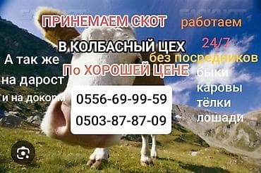 куриный угалок: Куплю с/х животных — 1