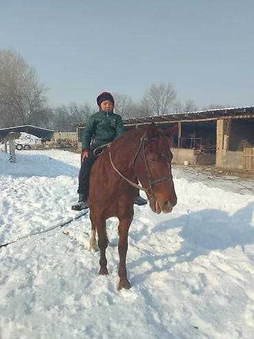 щенок немецкой овчарки цена: Продаю | Кобыла (самка) | Полукровка | Конный спорт — 2