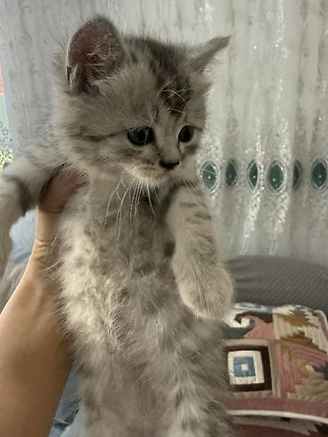 кошка шотландская цена: Скотиш Фолд (Шотландская вислоухая), 1 месяц, Девочка, Приучена к лотку — 4
